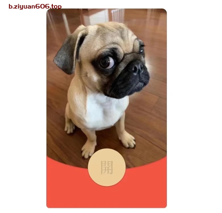 可爱小巴哥狗红包封面